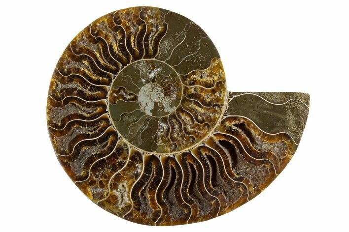Cut & Polished Ammonite Fossil (Half) - Deep Crystal Pockets #345985